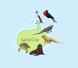 Wildlife of Santa Cruz Island on the Galapagos Islands