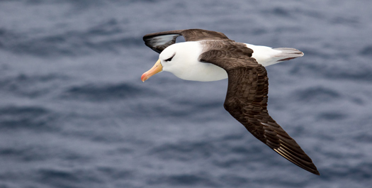 Crossing the Drake Passage - Day 13 & 14