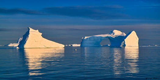 Enormous bergs, Arctic Hares