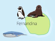 Wildlife of Fernandina Island of the Galapagos Islands