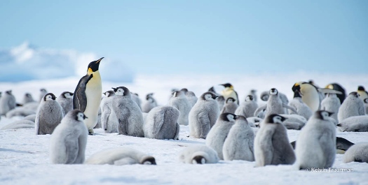 Emperor Penguins of Atka Bay