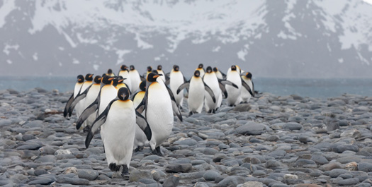 South Georgia - Day 8 to 10