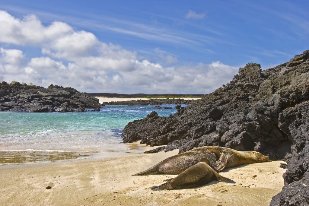 galapagos sea lion nursing on the beach of San cristobal, Galapagos islands