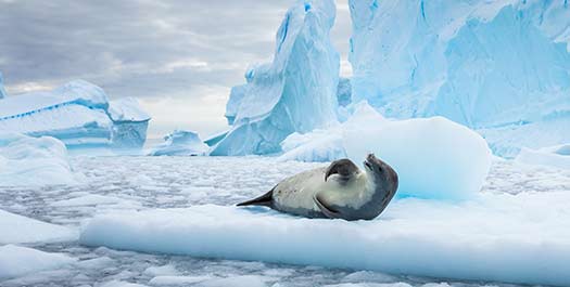 Antarctic Peninsula - Day 16 to 20