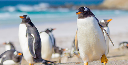 Falkland Islands (Islas Malvinas) - Day 4 & 5