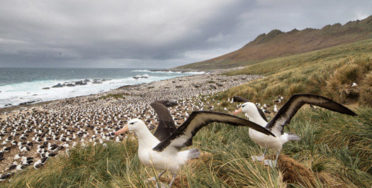 Flakland Islands Exploration