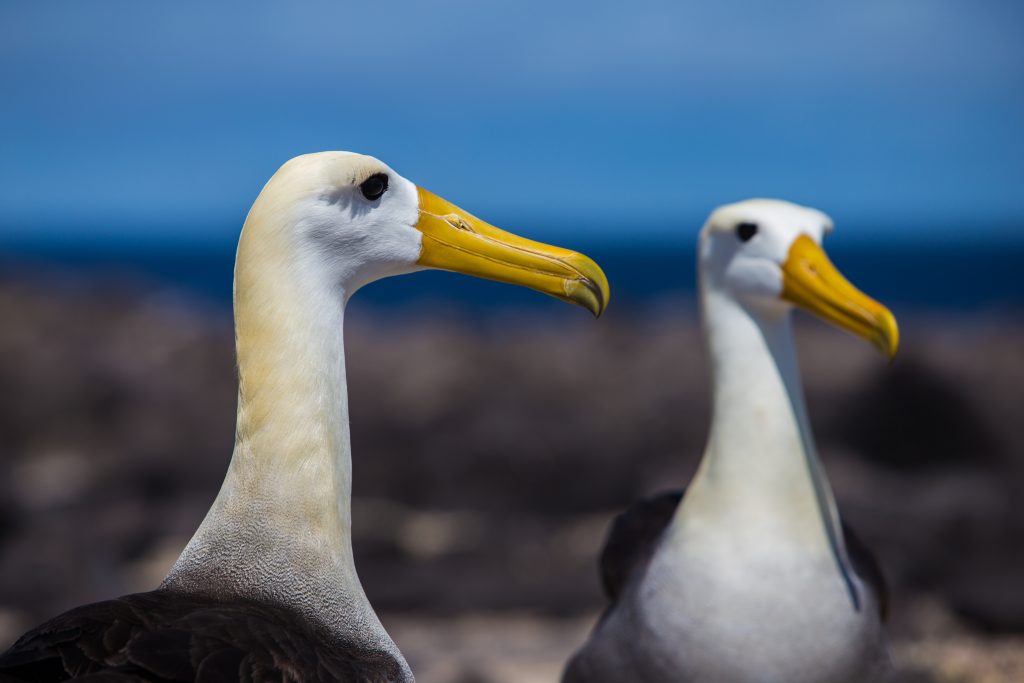 Albatross, Galapagos Islands