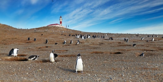 Magdalena Island - Punta Arenas