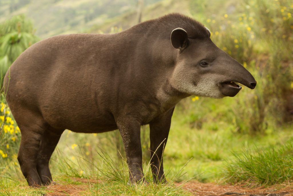 Adult Female Mountain Tapir In The Wood Shot In The Ecuadorian Highlands Of Andes credit shutterstock