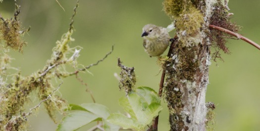 Santa Cruz Island & Baltra Airport Departure