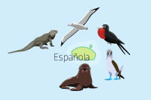 Wildlife of Espanola Island in the Galapagos Islands