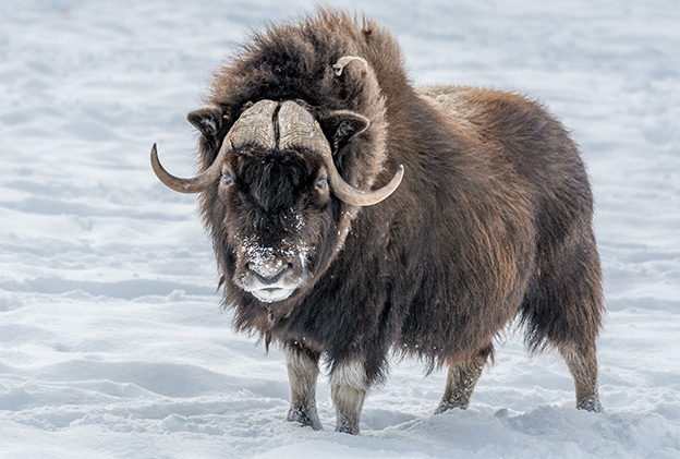 Arctic Animals - Musk Oxen