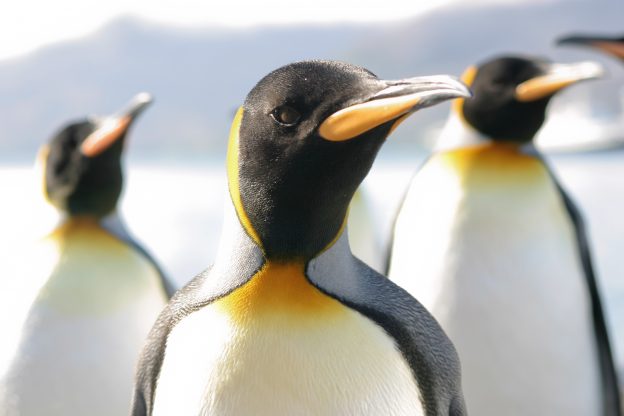 King Penguin Species