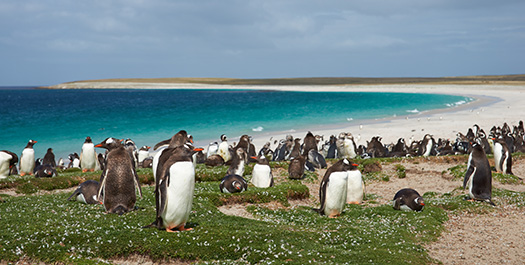 Falkland Islands: Days 3-6