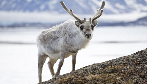 Svalbard reindeer standing on a hill.