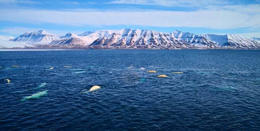 Expedition Northwest Spitzbergen