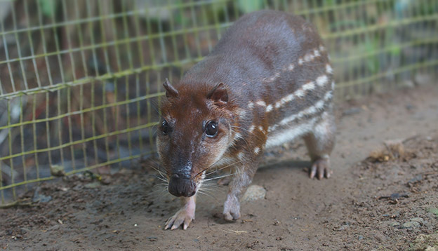Photo of a Guanta at a zoo - a large Amazonian rodent