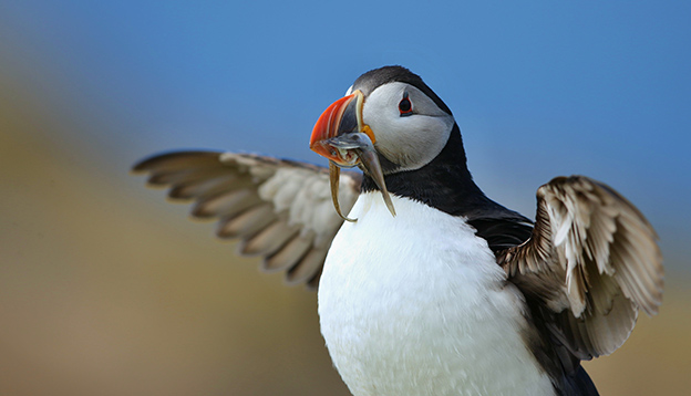 Puffin holds several small fish in its beak
