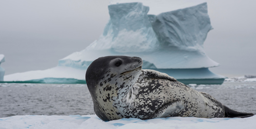 Exploring the Antarctic Peninsula - Day 14 to 19