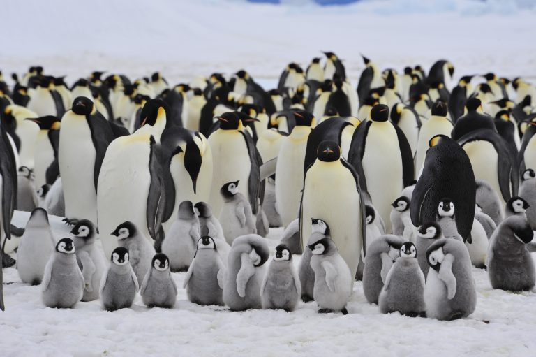 penguin colony with small penguin chicks on the ice antarctica