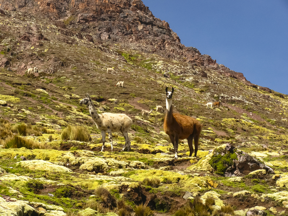 Llamas on the Ausangate Trek