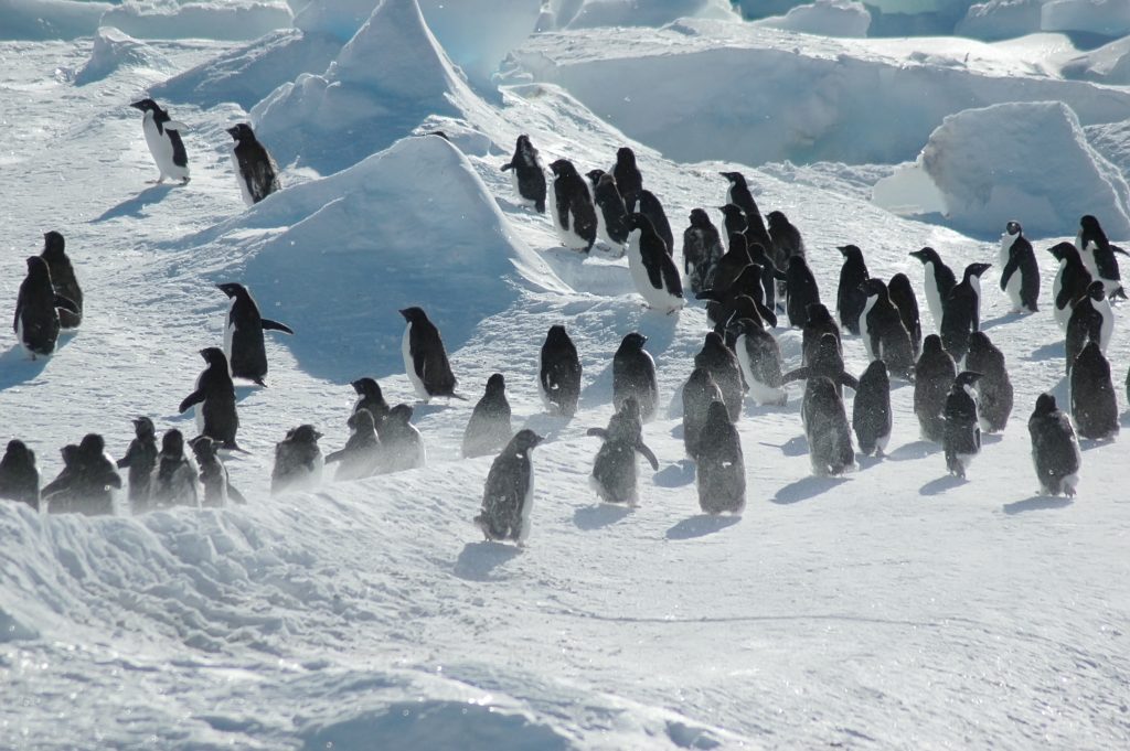 Penguins on Antarctica. 