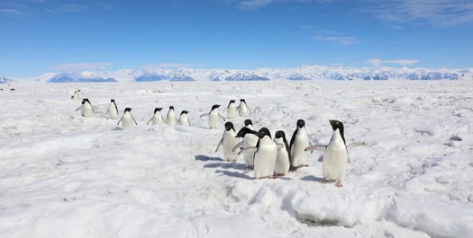 Antarctic Peninsula Days 3 to 9