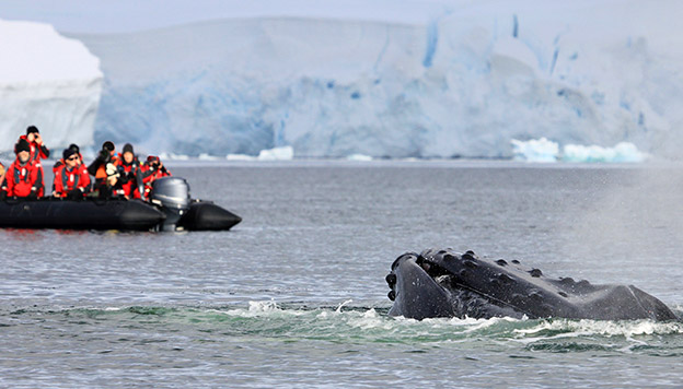 Antarctica Animals: Humpback Whale near a zodiac full of people in Antarctica