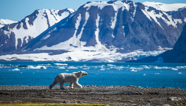 Polar bear, South Spitsbergen.