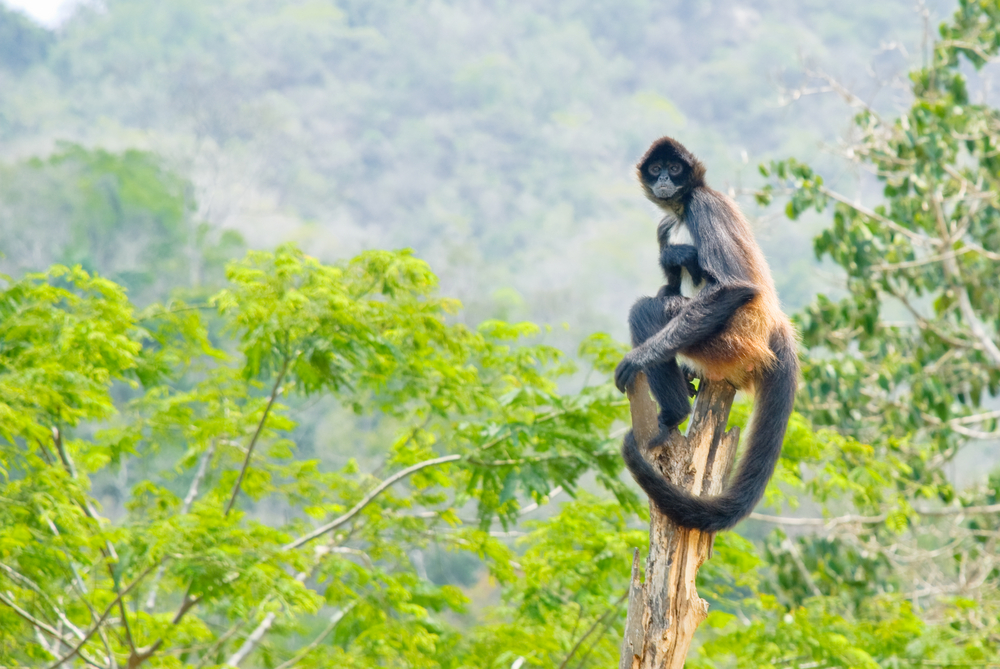 A Spider Monkey in the Mexican Jungle