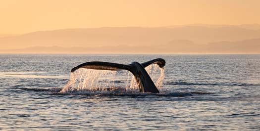 At sea, en route to Scoresbysund