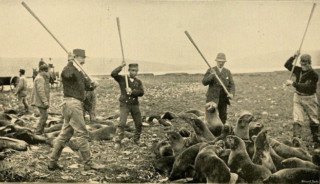 Slaughter of fur seals in Alaska in the 1890s. 
