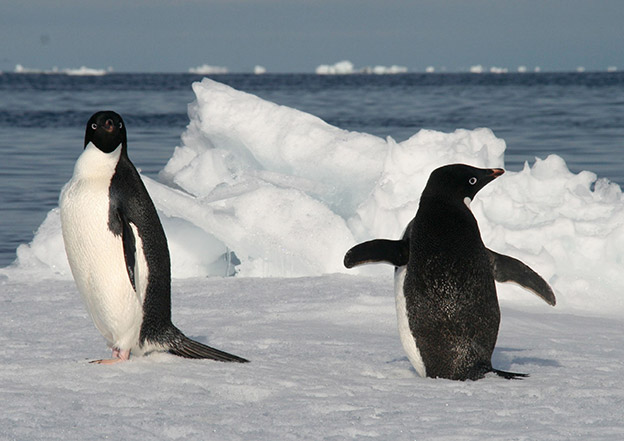 Adelie penguins on ice floe Balleny Islands Antarctica