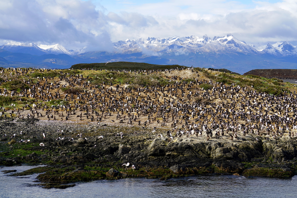 An Albatross colony by the ocean in Ushuaia, Argentina
