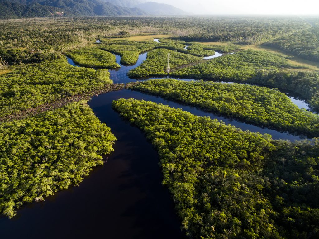 Amazon river and rainforest