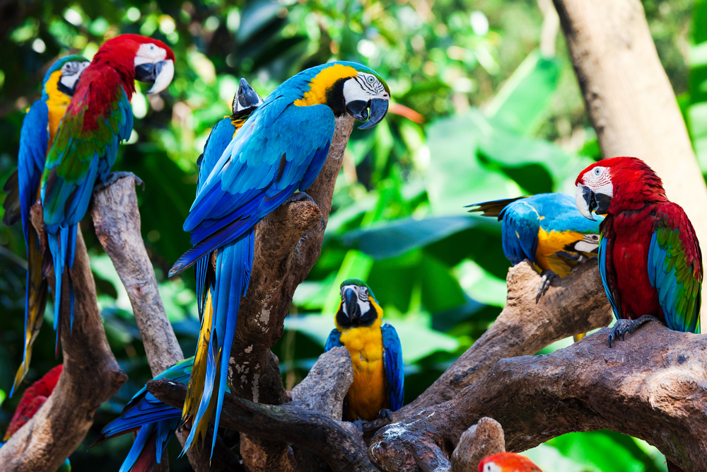 group of parrots in a tree in the Amazon