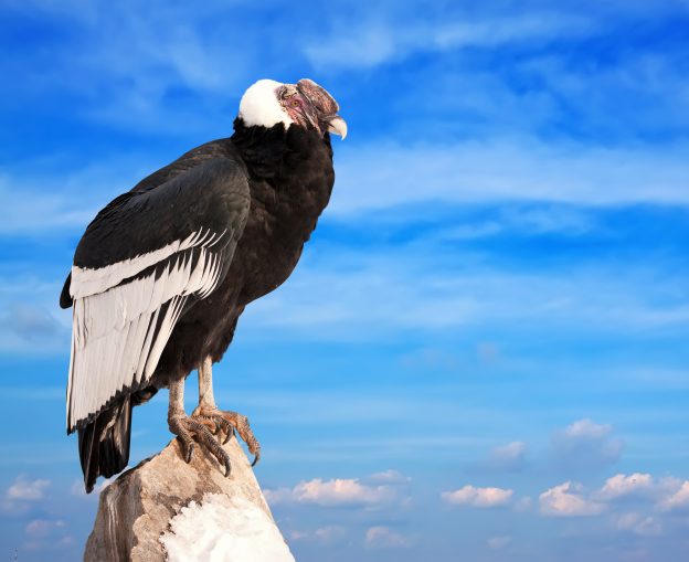 Andean condor sitting on rock against sky background