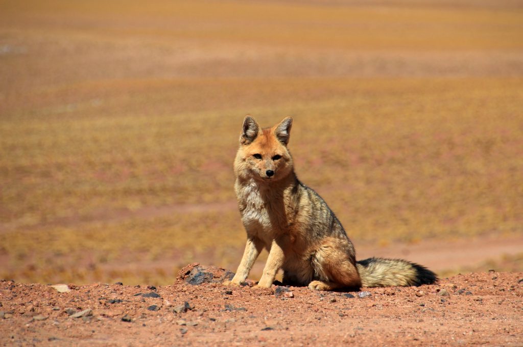 red Andean fox with sandy background