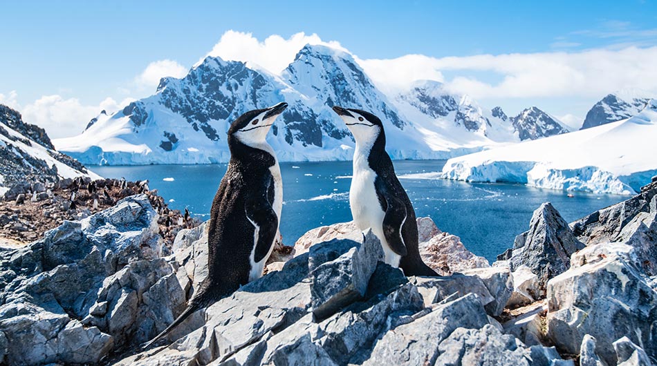 Chinstrap Penguins in Antarctica as seen during an Antarctica cruise