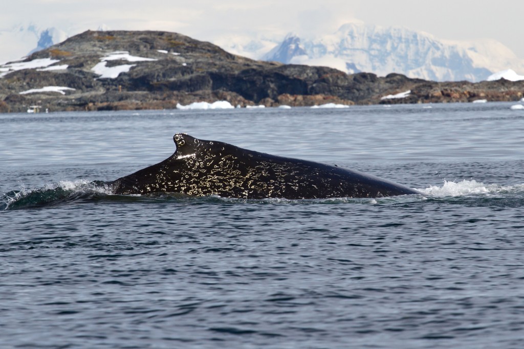 Whale in Antarctica 