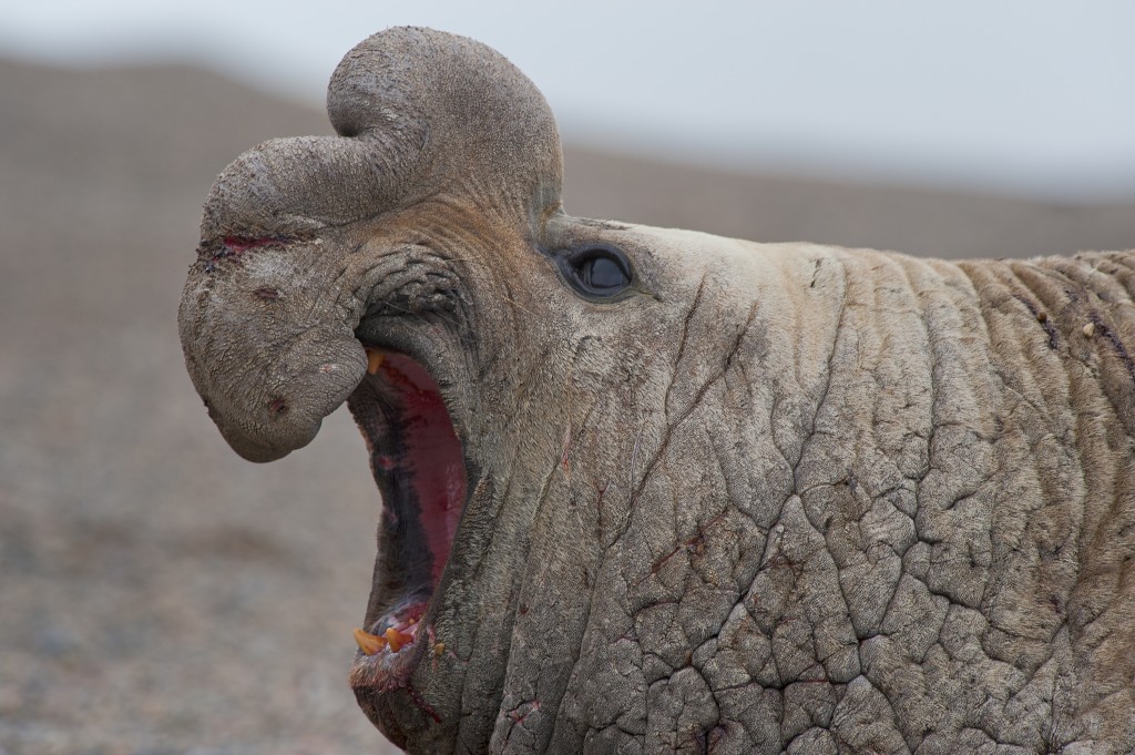 Closeup shot of Elephant Seal