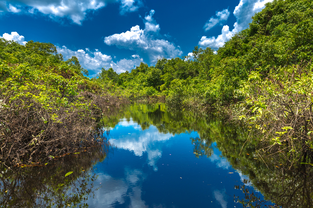 Tourism and sustainability: The Brazilian Amazon Rainforest. 