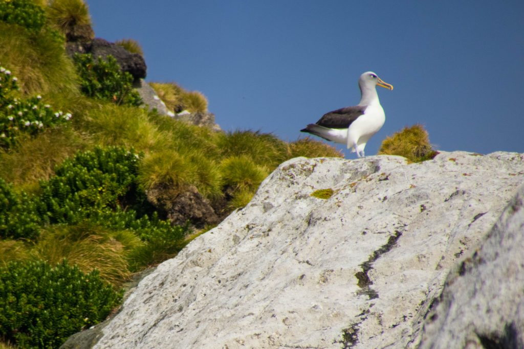 Buller albatross on the Snares