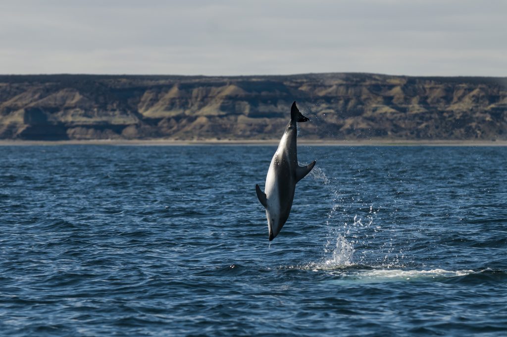 Dusky Dolphin jump into the water