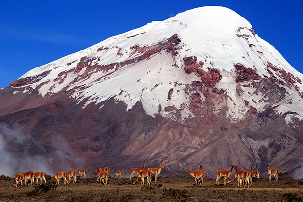 A herd of lamas on the huge Volcano Chimborazo