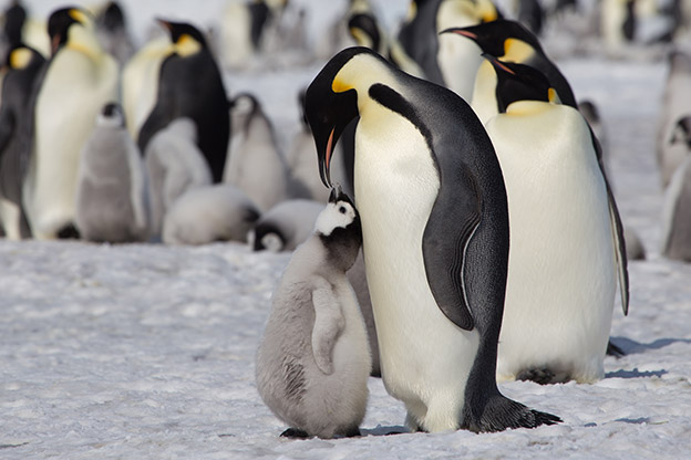 Emperor penguin feeds its chick