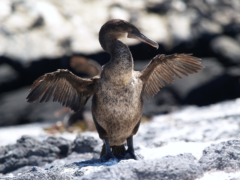 the flightless cormorant on the Galapagos