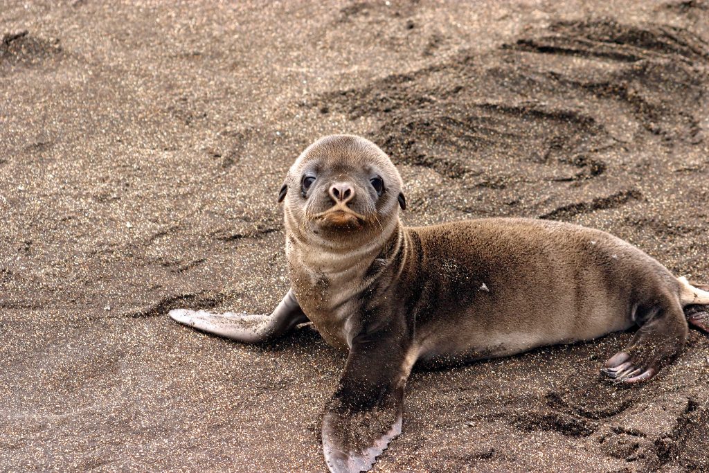 Galapagos seal sea lion