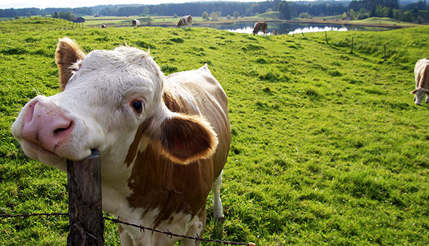 Photo of a smiling cow scratching itself on a fence post.