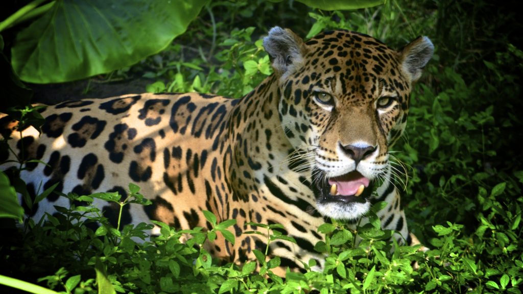 Jaguar in the amazon rainforest